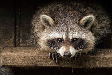 pictures of coon|show me pictures of raccoons.